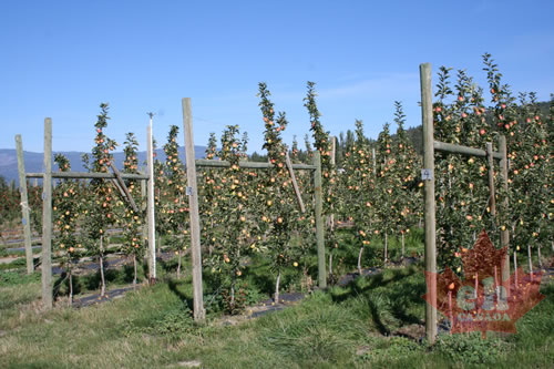 Apple orchard in Winfield (1037 visits) Lake Country agriculture. Apples in Lake Country Apple orchard in Winfield