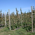 Apple orchard in Winfield (1039 visits) Lake Country agriculture. Apples in Lake Country Apple orchard in Winfield