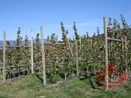 Apple orchard in Winfield (1037 visits) Lake Country agriculture. Apples in Lake Country Apple orchard in Winfield
