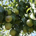 Pears (771 visits) Pears in an orchard in Lake Country Okanagan Valley pears. Pears