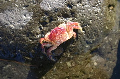 comox_valley 068.jpg