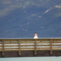 Carcross Footbridge (2061 visits) Sightseeing in the harbour Carcross Footbridge
