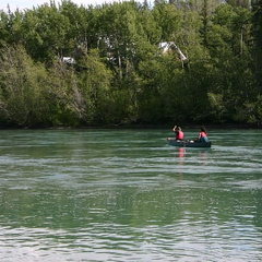 Yukon River Paddle Route (1659 visits) Canoe trips down the Yukon River Yukon River Paddle Route