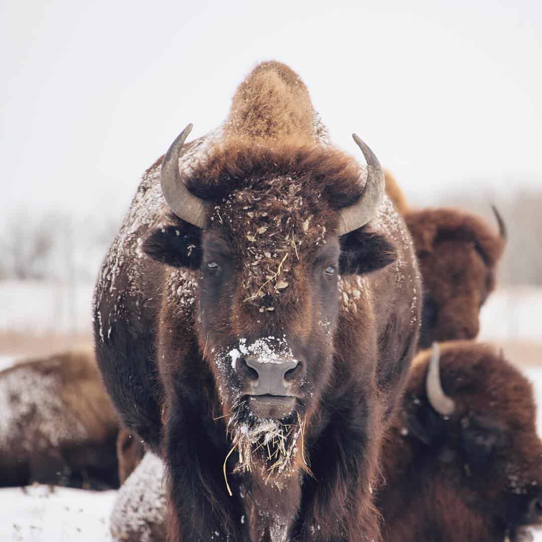 FortWhyte bison2
