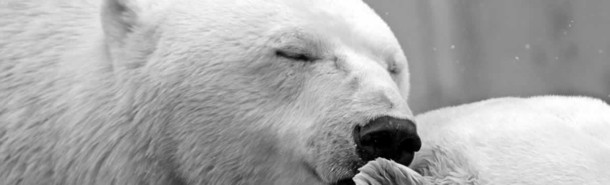 churchill attractions polar bear adventures