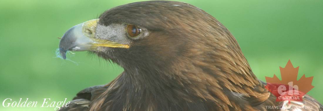 Golden Eagle in British Columbia, Canada