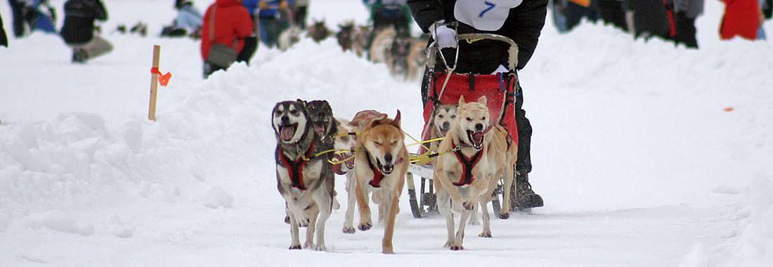 Dog Sledding Race - Northwest Territories