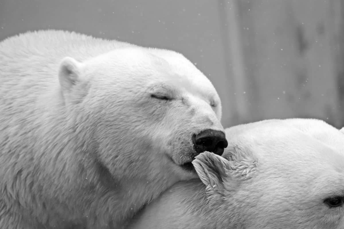 Manitoba Polar Bears