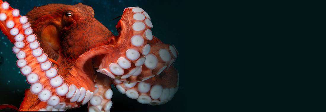 Giant Pacific Octopus