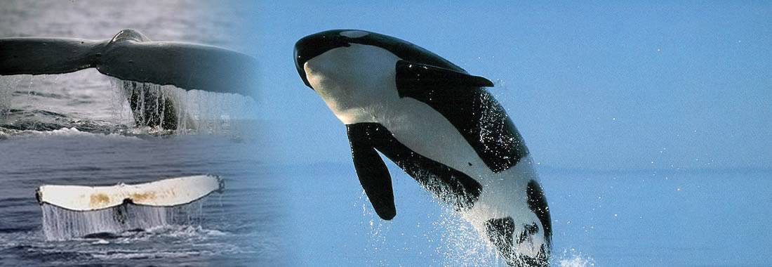 Whale Watching Tours British Columbia