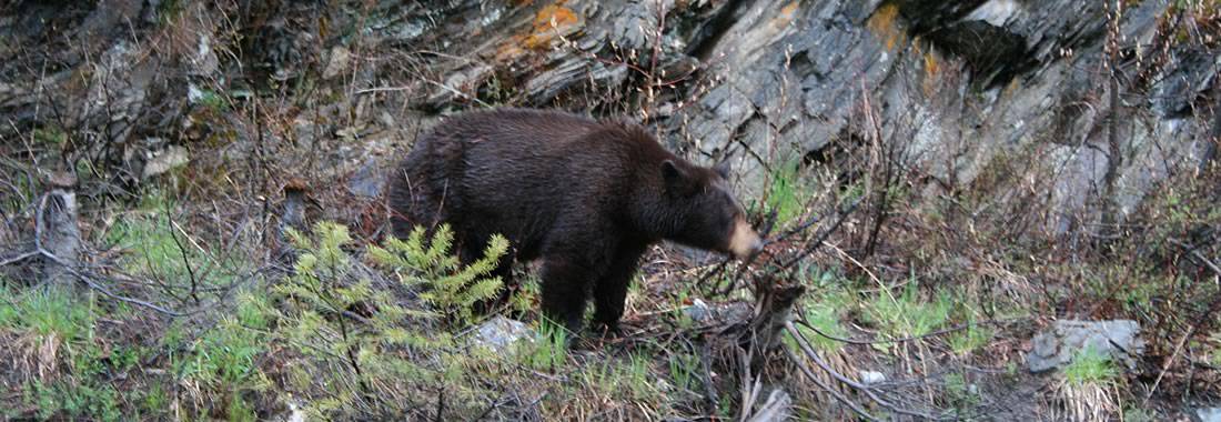 Wildlife Tours British Columbia