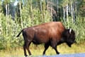 NWT Canada Wildlife Tours & Guides