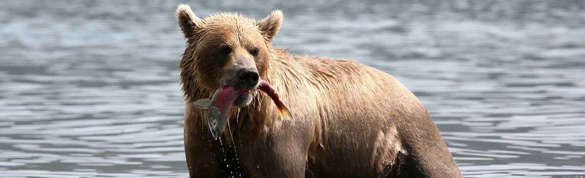 wildlife watching fishing canada7