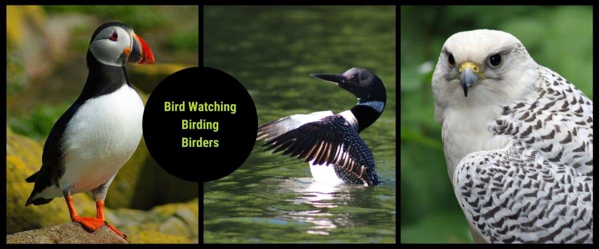 canada birding bird watching