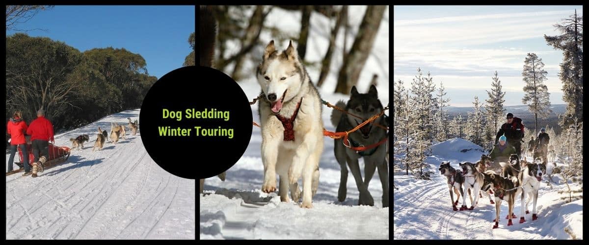 dog sledding in canada