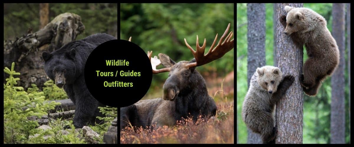 canada wildlife tours