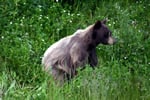 Alaska Highway - Brown Bear Sighting