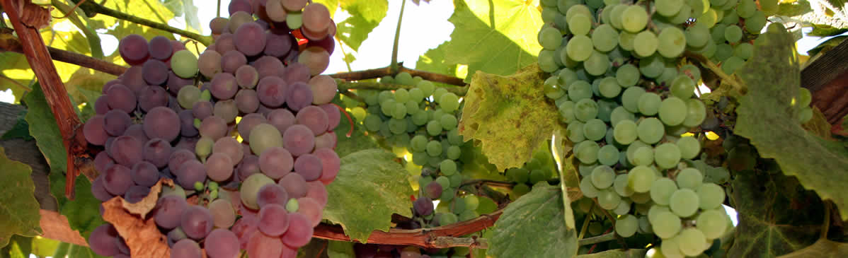 okanagan valley wineries winetastingtours