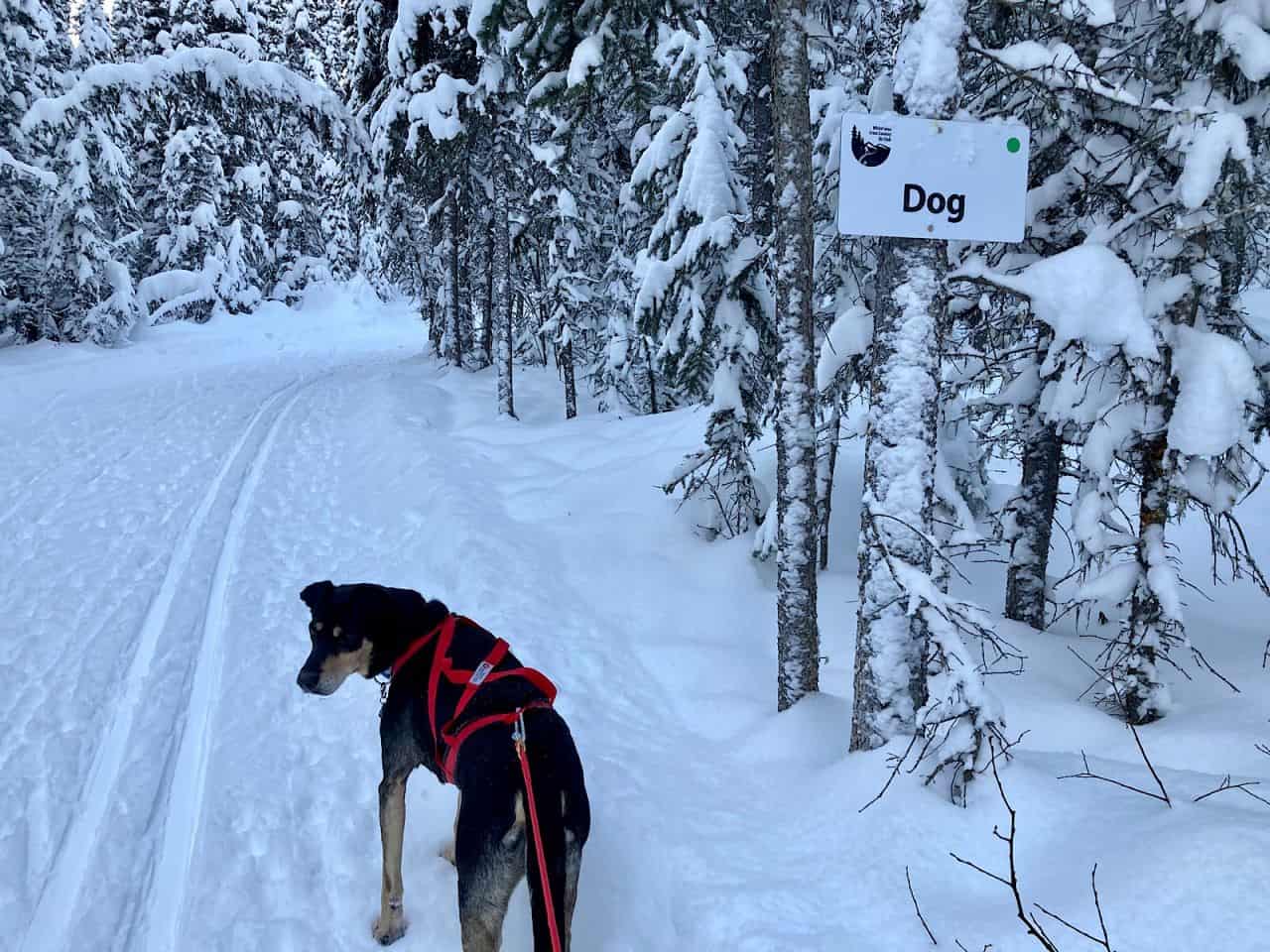Dark coloured dog with red harness stands beside trail with a sign reading 
