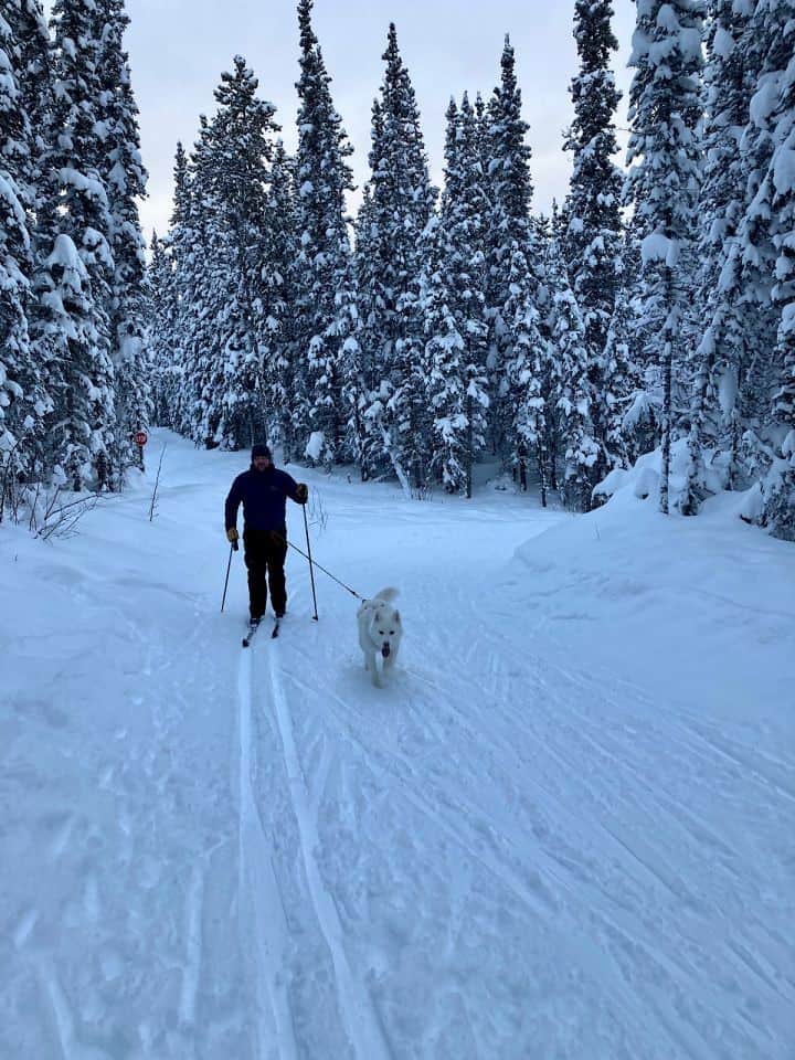 White husky pulling man on skis on freshly tracked trail.