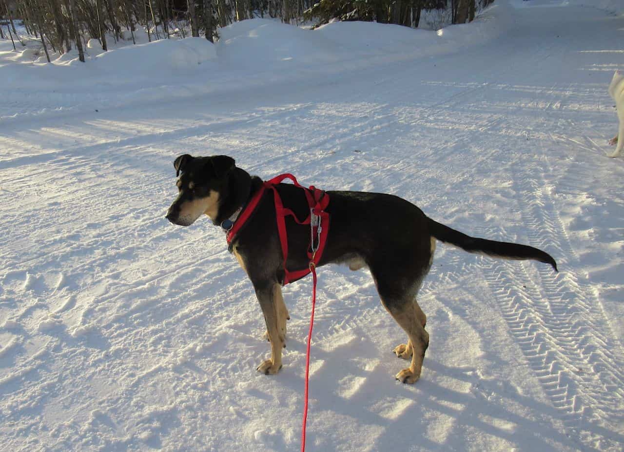 Dark dog with bright red harness stands on ski trail.