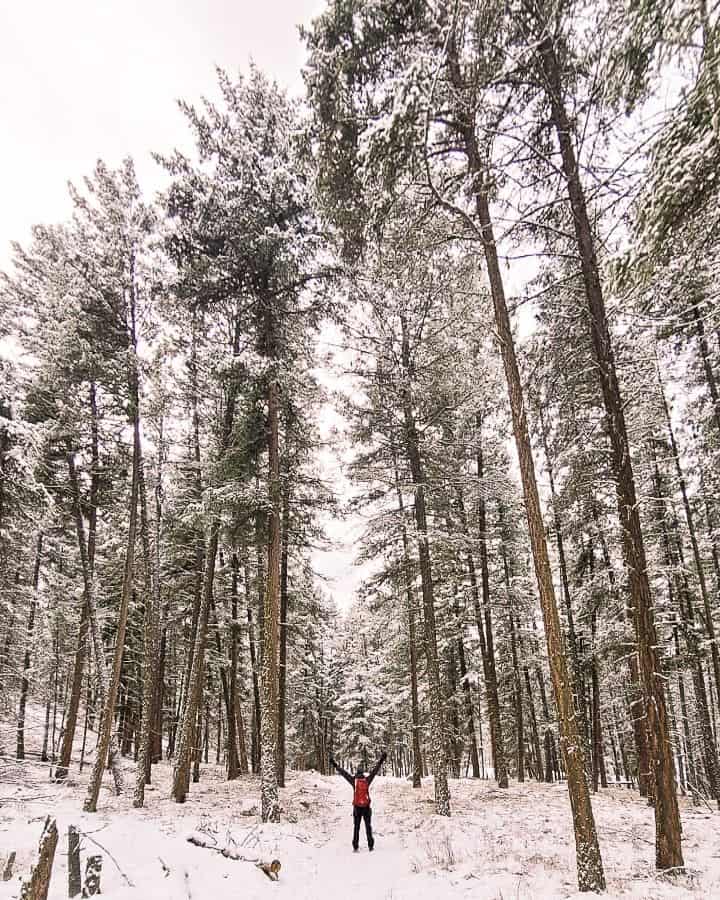 Enjoying the forests on this winter hike in the Okanagan Valley in British Columbia
