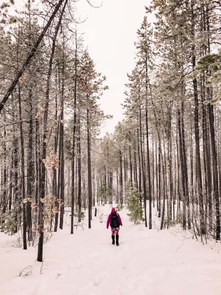 Winter Hikes in the North Okanagan walking through a forest in winter