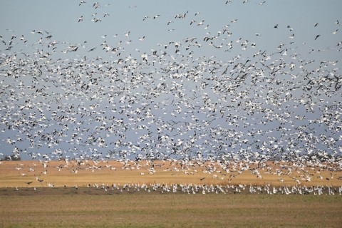 Secret and Terrific Birding Hotspots in Saskatchewan