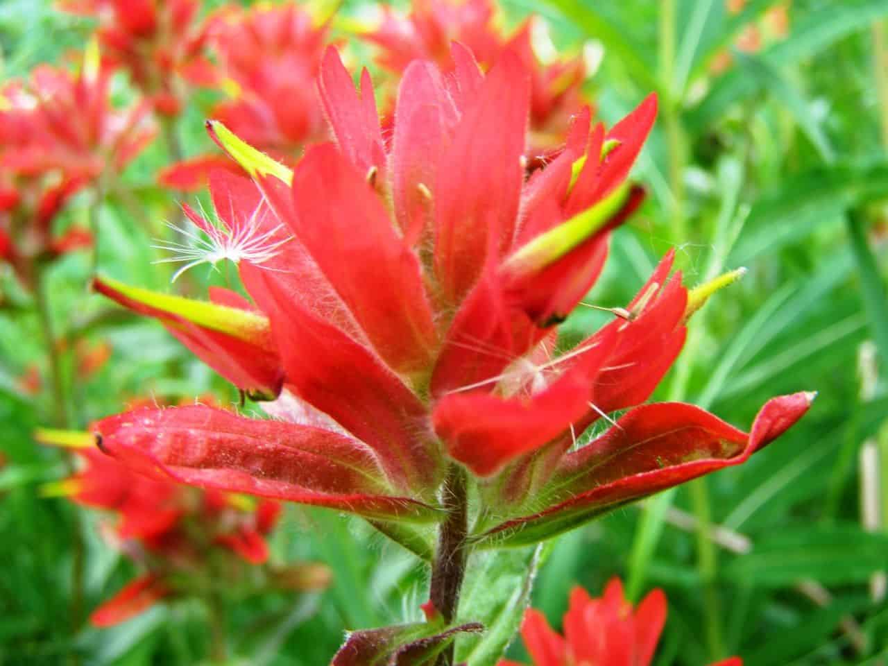 Flowers British Columbia Castilleja also known as paintbrush - Indian paintbrush or prairie-fire Creative Survival Training