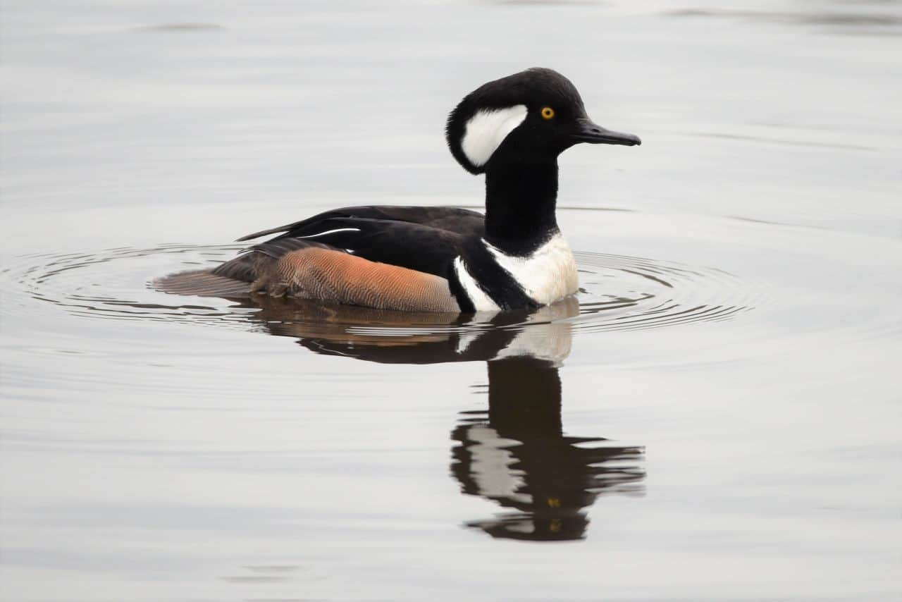 Waterfowl in Canada in the winter months are ideal for birdwatching.