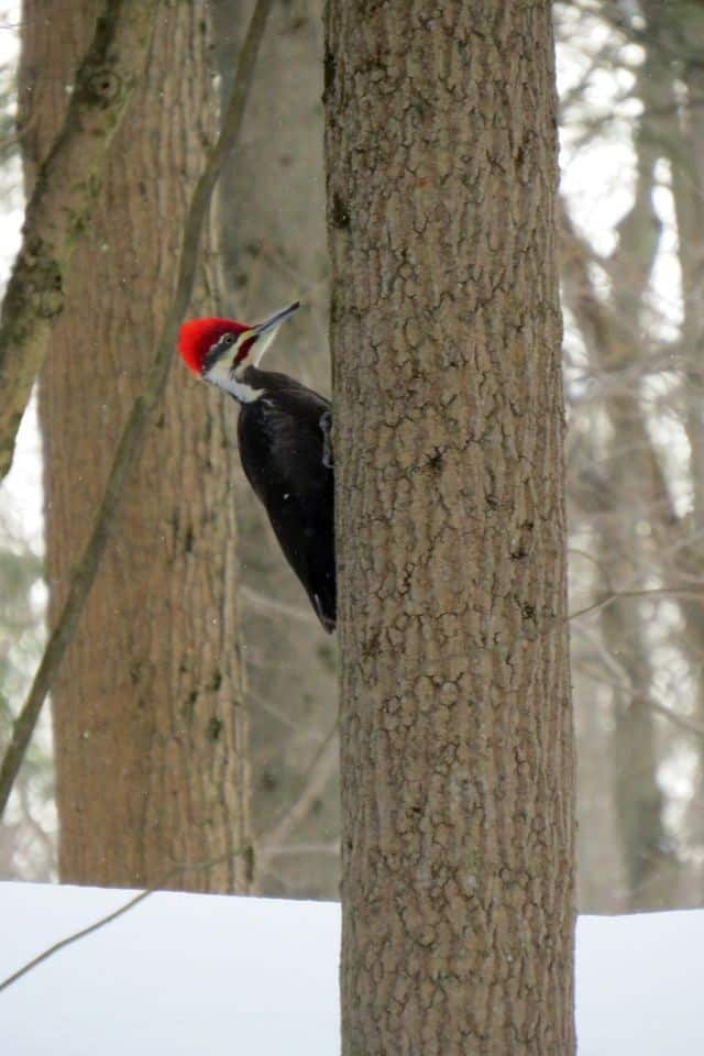 Pileated Woodpecker sighting birdwatching in the winter in Canada.