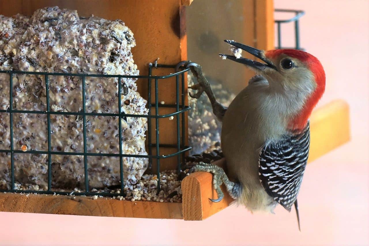 Red Bellied Woodpecker at a Suet Feeder. Ideal way to attract birds in the winter months.