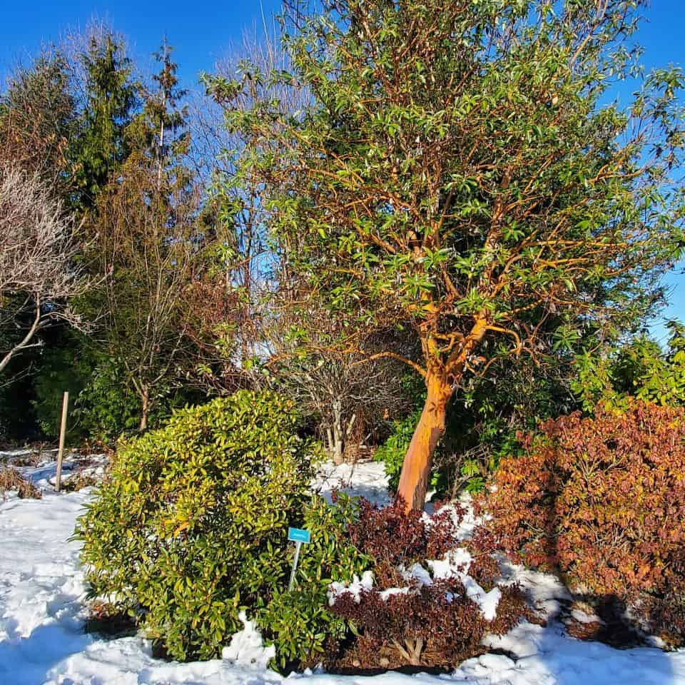 Arbutus tree, one of many species in the Derek Doubleday Arboretum.