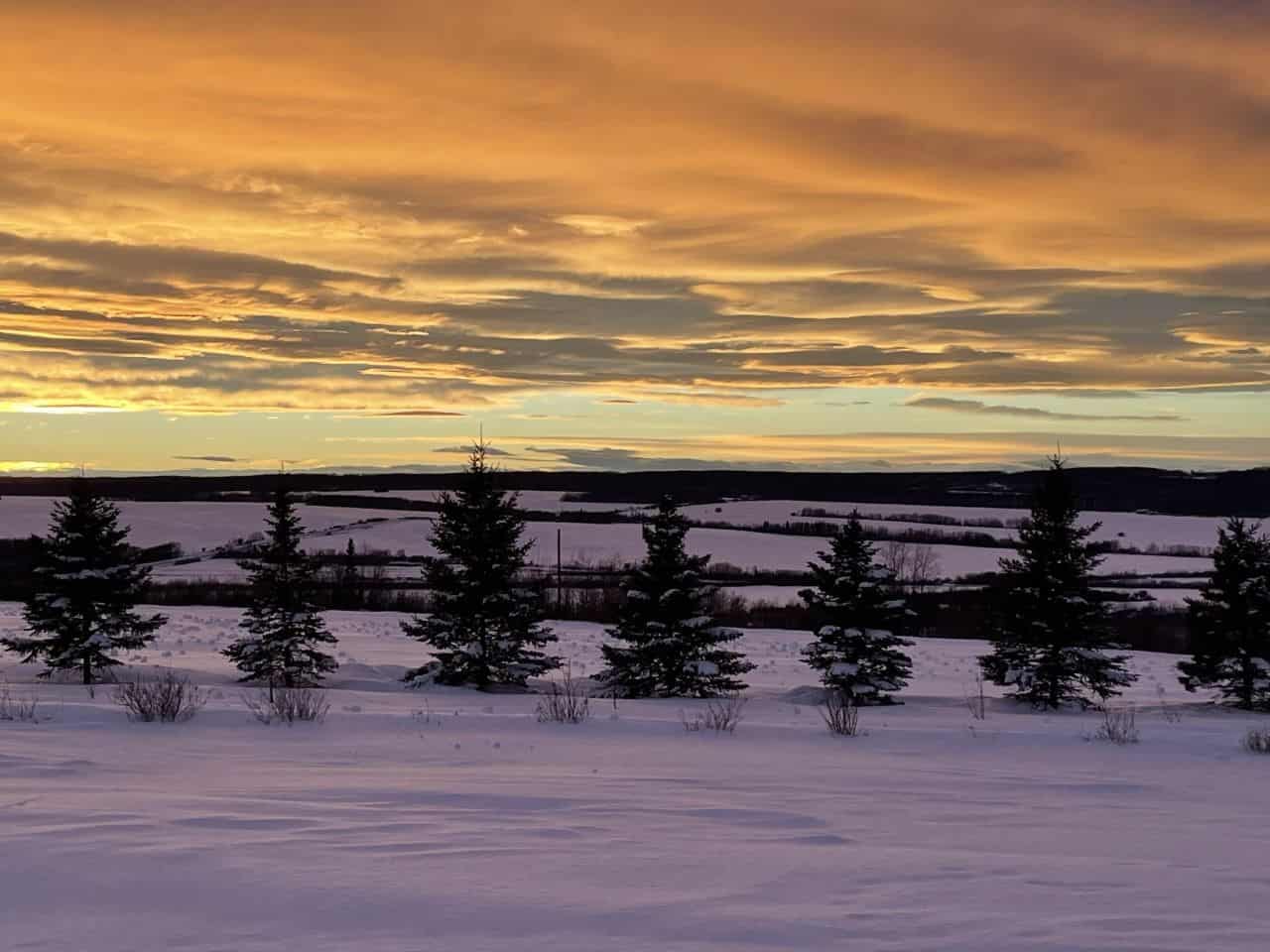 winter landscape with trees and golden clouds