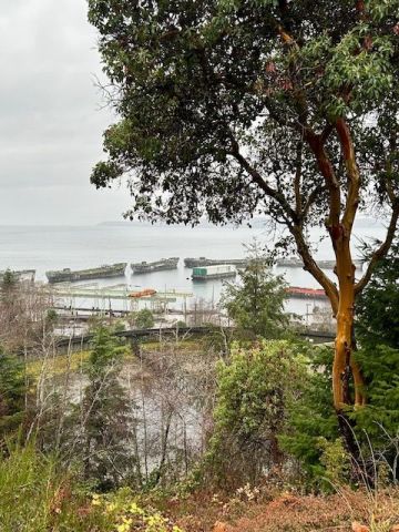 Hillside views of the Giant Hulks in Powell River BC on the Sunshine Coast in Canada.