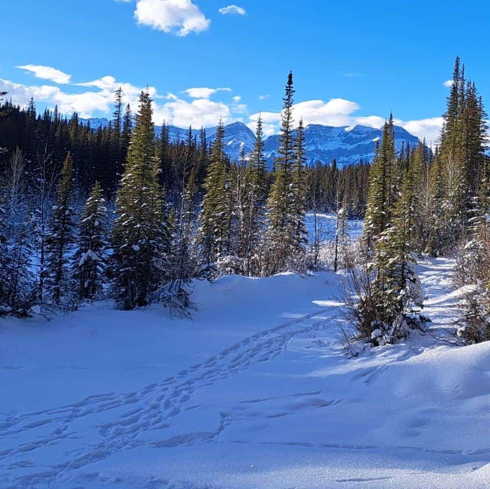 Snow Covered Hiking and Snowshoe Trail in David Thompson Country