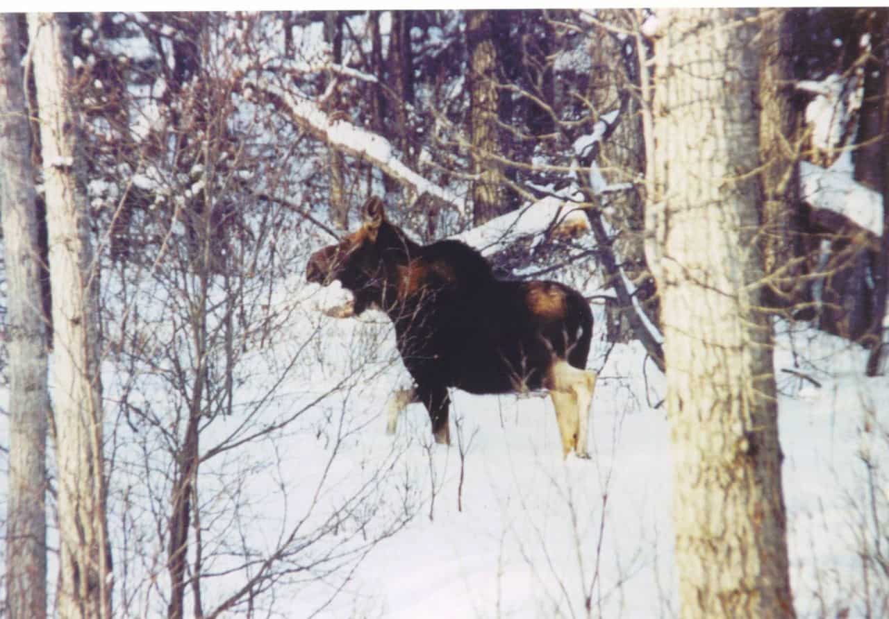 Creative Artists in North BC Canada capture photos and paint wildlife like this capture of a moose in the snow in Tumbler Ridge BC Canada.