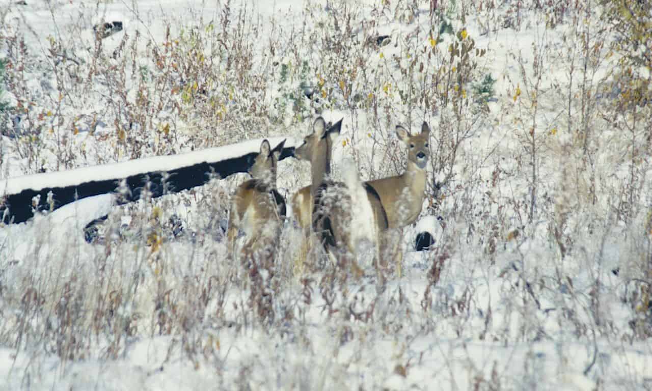 Three deer in the snow. The image was taken in British Columbia, Canada, Tumbler Ridge Global Geopark Photo Credit Mila Lansdowne.