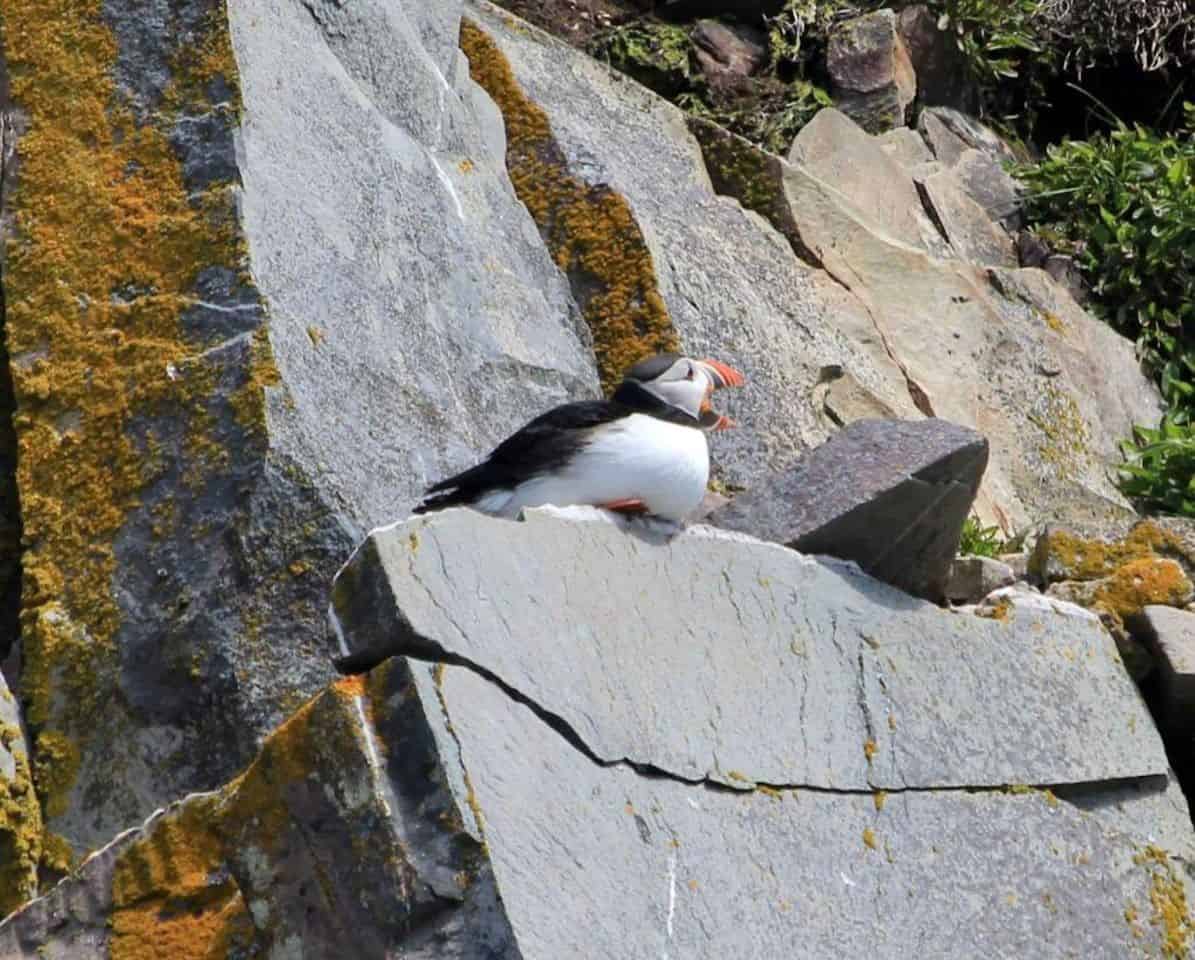 Puffins is a popular bird sighting when exploring Iceberg Alley in Newfoundland Canada.