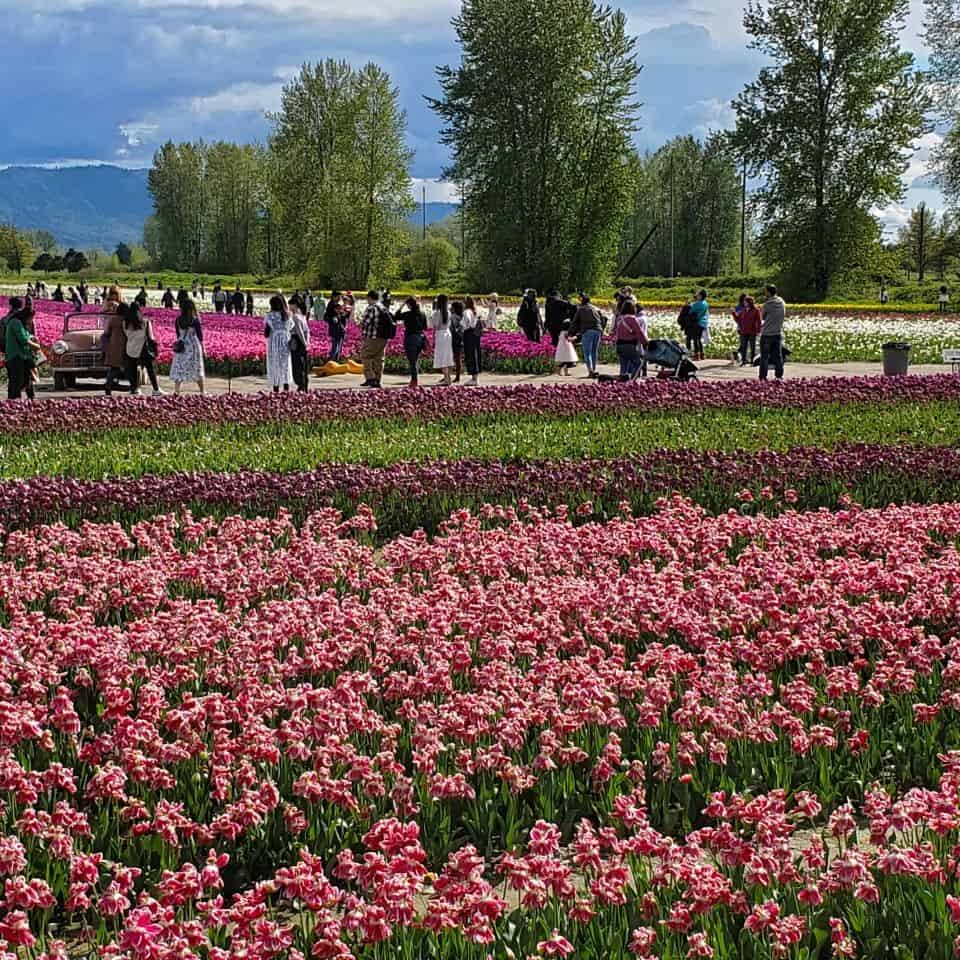 Tulips of many colors are seen at the Chilliwack Tulip Festival. Photo opportunities are many with small staging areas, like swing sets or a replica chapel.