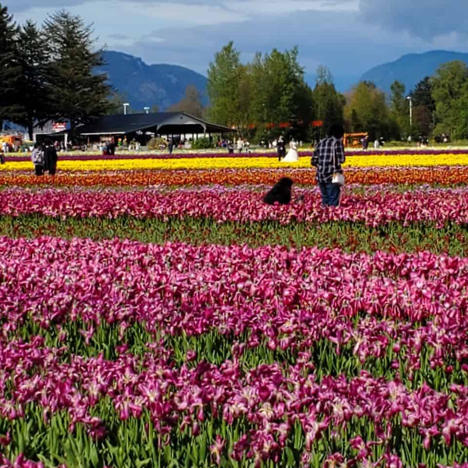 Several covered areas on this working farm to protect guests in case of rain or as shelter from the sun. The beautiful Fraser Valley in British Columbia is the site of this annual tulip festival.