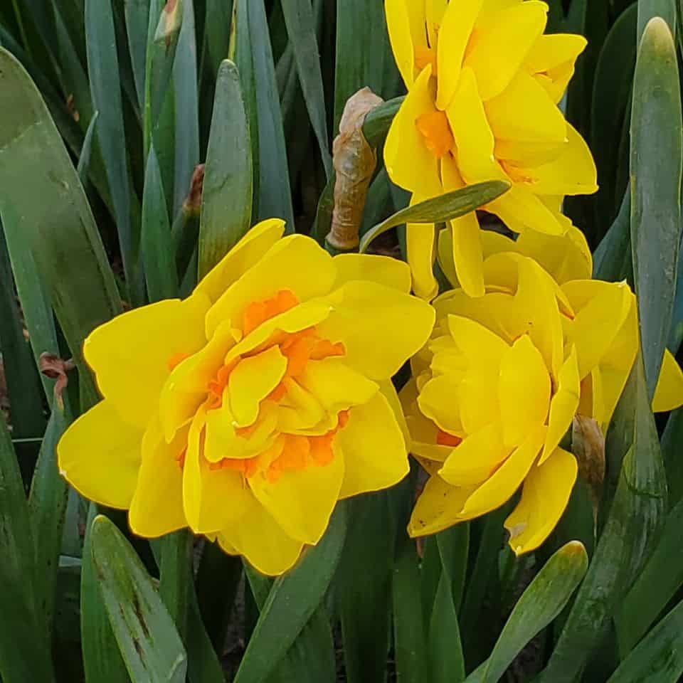 Over 16 varieties of specialty Daffodils are found each spring in these fields just outside Chilliwack British Columbia. Just 75 minutes from Vancouver, visitors can easily visit over 20 acres of gorgeous blooms.