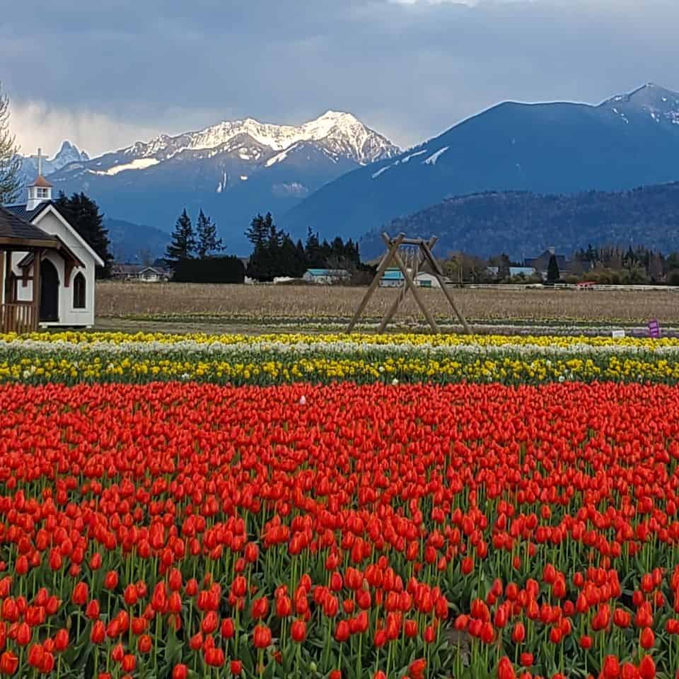 Many photo opportunities are possible when visiting these tulip, daffodil, and hyacinth fields. Less than 2 hours from Vancouver, these beautiful fields are surrounded by mountains.