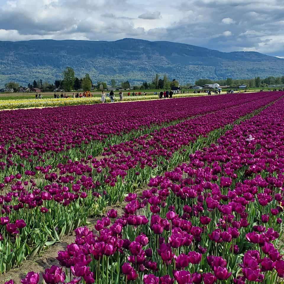 A memorable adventure for family and friends is a trip to the Chilliwack Tulip Festival in April/May each year. Covered areas are available. Food truck on premises. Come and enjoy the spectacular fields.