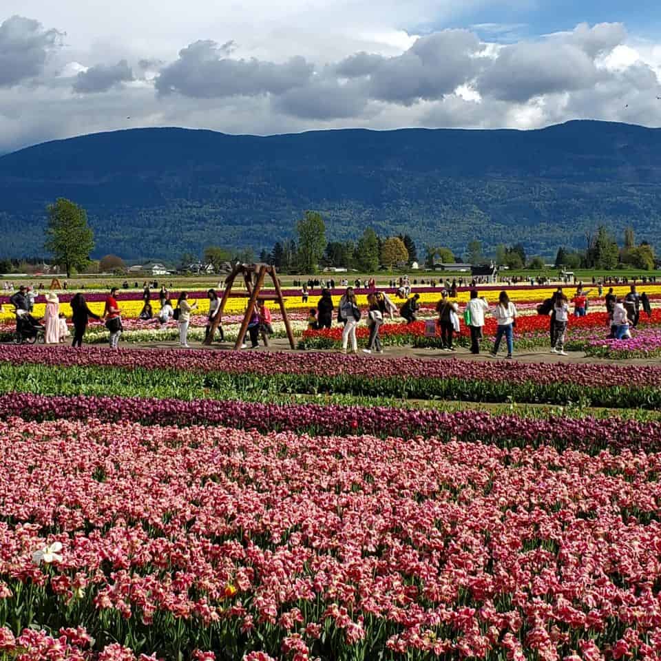 Wide pathways for visitors to walk without damaging blooms. Nearly 50,000 people visit the Chilliwack Tulip Festival in British Columbia each year.