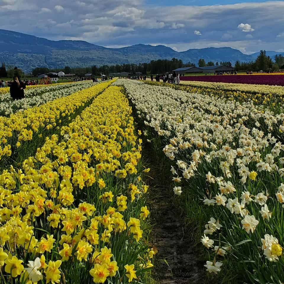Daffodils of many varieties are enjoyed here in the beautiful Fraser Valley, just outside Chilliwack. Nearly 50,000 visitors come here each year.
