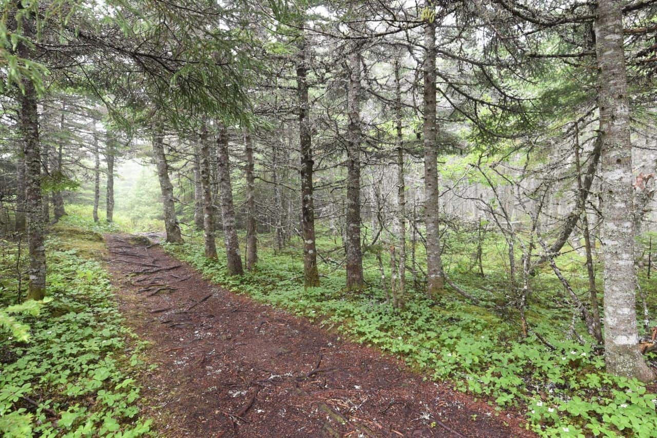 Newfoundland's East Coast Trail features sections of easy, forested, footpaths where the sound of birdsong and smell of fir fills the air