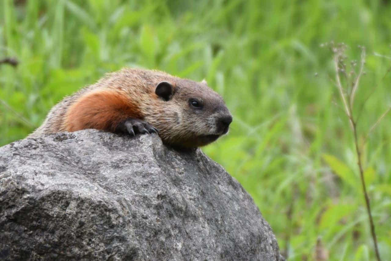 Wildlife sightings like this groundhog make La Montagnarde section of the Trans Canada Trail one of the best trails in Quebec