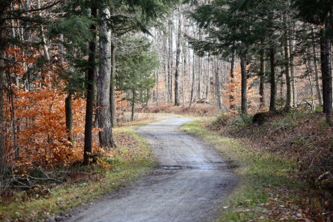 A winding crushed gravel trail on the Trans Canada Trail through autumn forest, illustrating how mixed-surface sections still provide rideable continuity while shaping pace, effort, and experience across changing terrain.