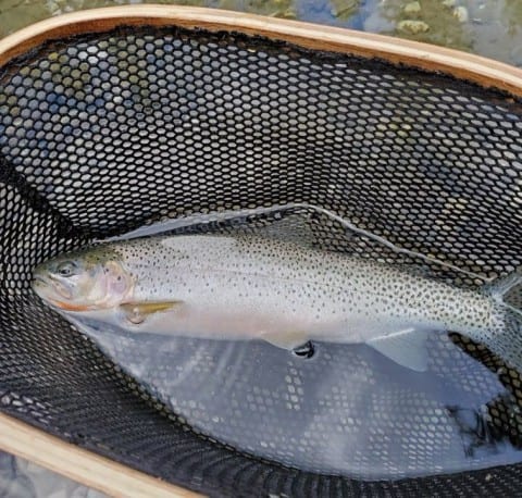 A beautiful cutthroat trout caught while fishing in southern Alberta Canada